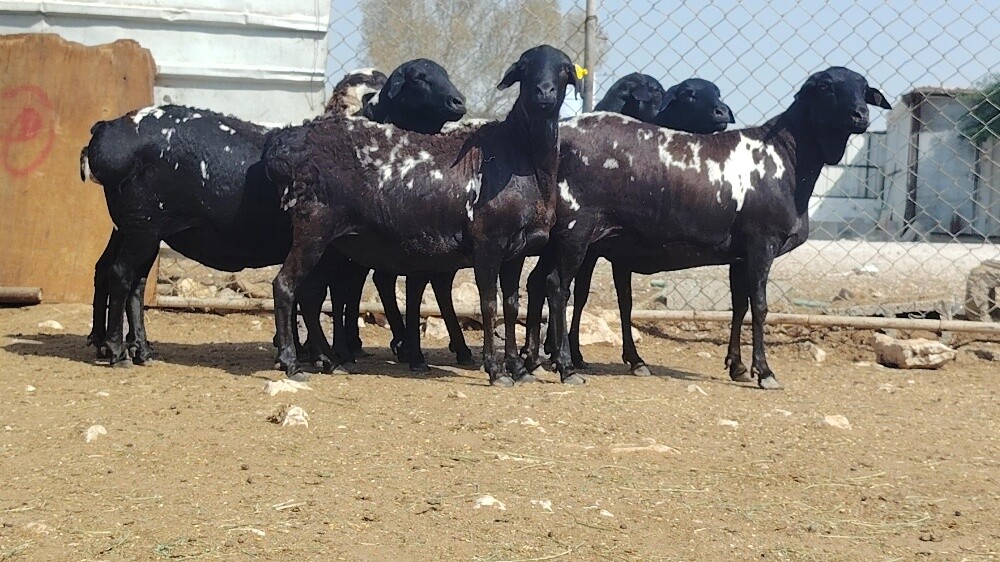 للبيع شويهات بربر طيبه - 4