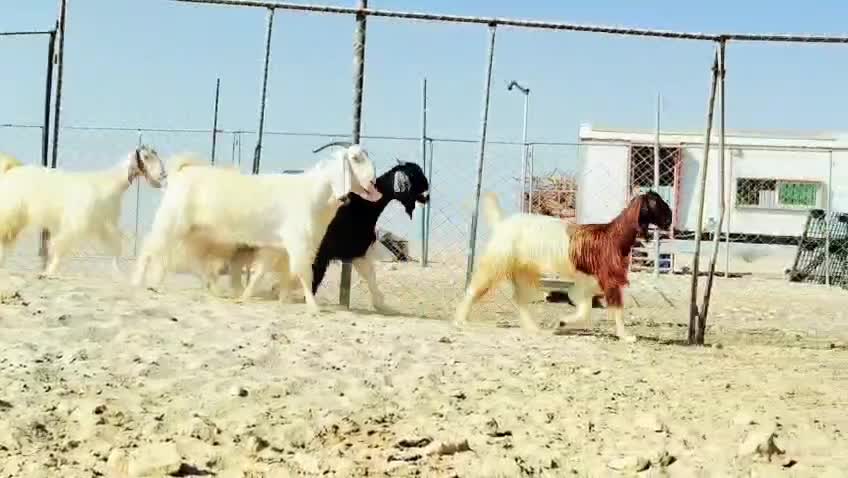 معزه وجمد بيض طيبه اباكير - 3