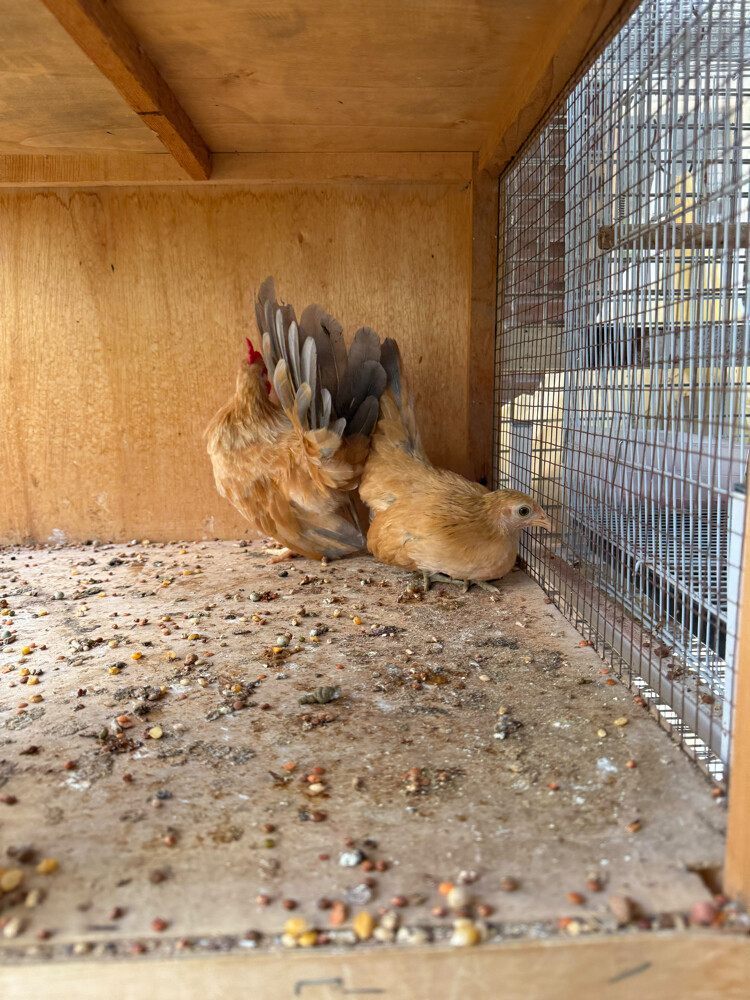 Japanese dwarf chicken - 1