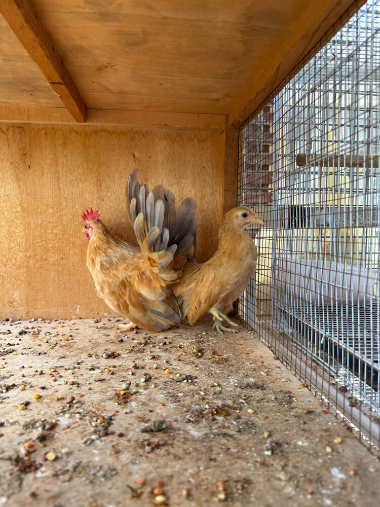Japanese dwarf chicken - 2