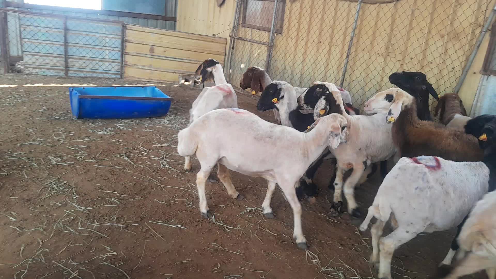 سوريه وعرب دفيع - 1