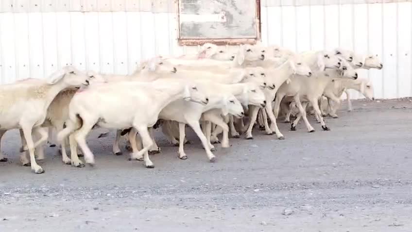 للبيع شويهات حبص دفيع شرط - 1