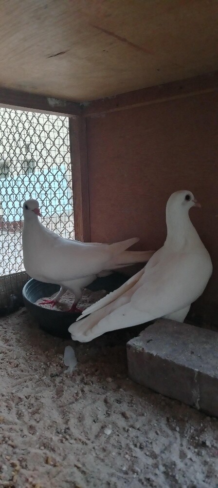 للبيع حمام لحم فرنسي جامبو - 2