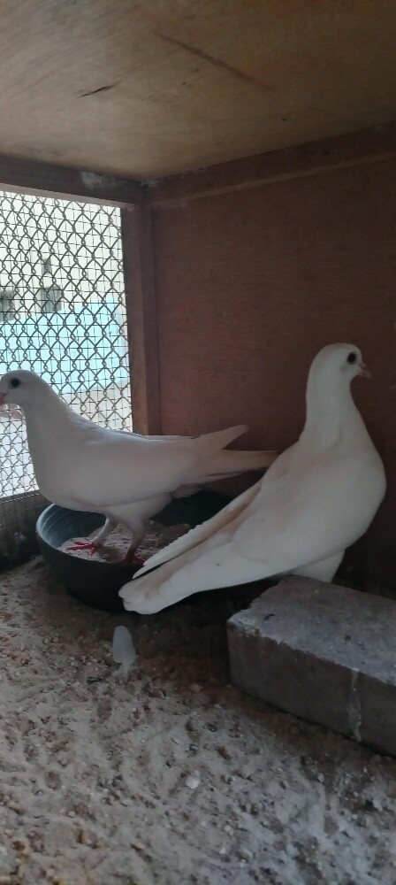 للبيع حمام لحم فرنسي جامبو - 1