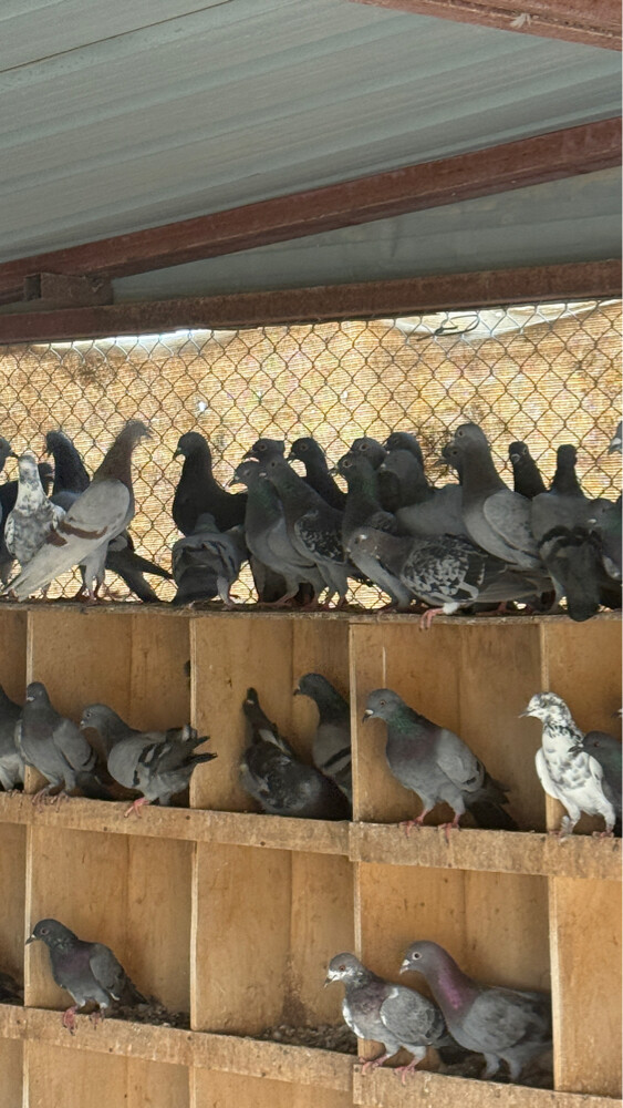 للبيع حمام دحول الجوز ب 30 جمله - 5