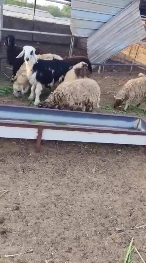 SHEEP SALE  - 1