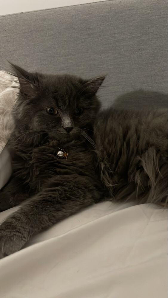 4 cats for adoption  - 3