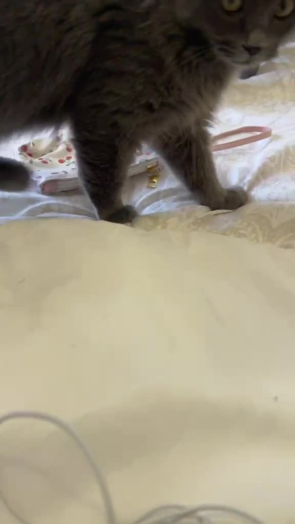 4 cats for adoption  - 4