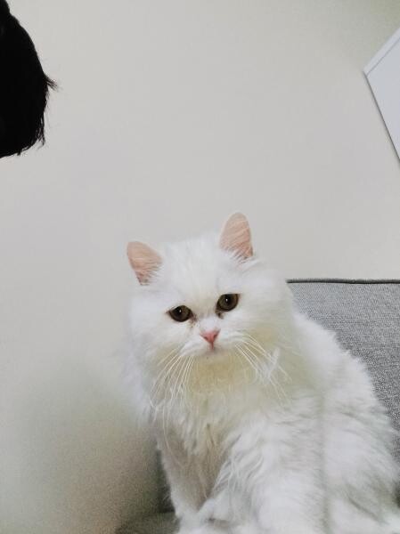 A friendly Persian female kitten! - 1