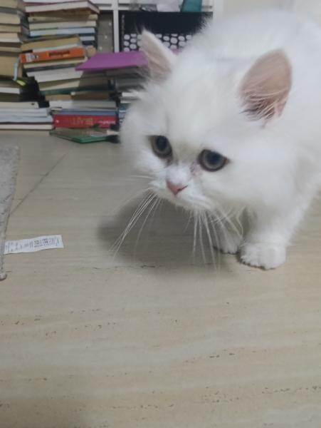 A friendly Persian female kitten! - 4