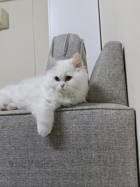 A friendly Persian female kitten! - 3