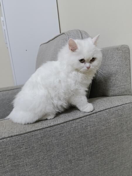 A friendly Persian female kitten! - 2