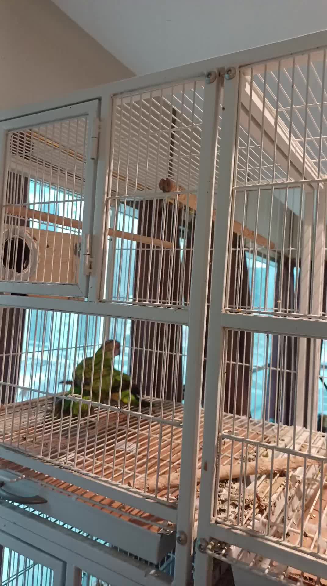 4 breeding senegali pairs for sale - 1