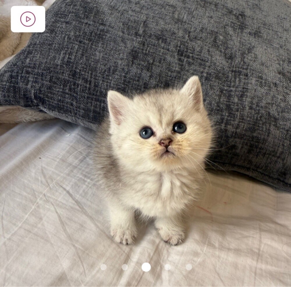 ٤ قطط للبيع - 4