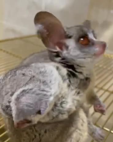 Bush babies available - 1