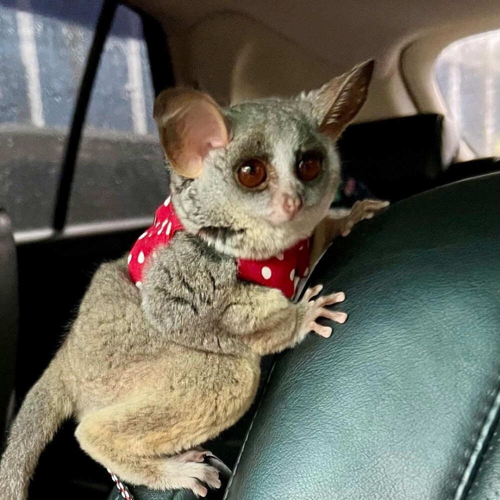 Bush babies available - 2