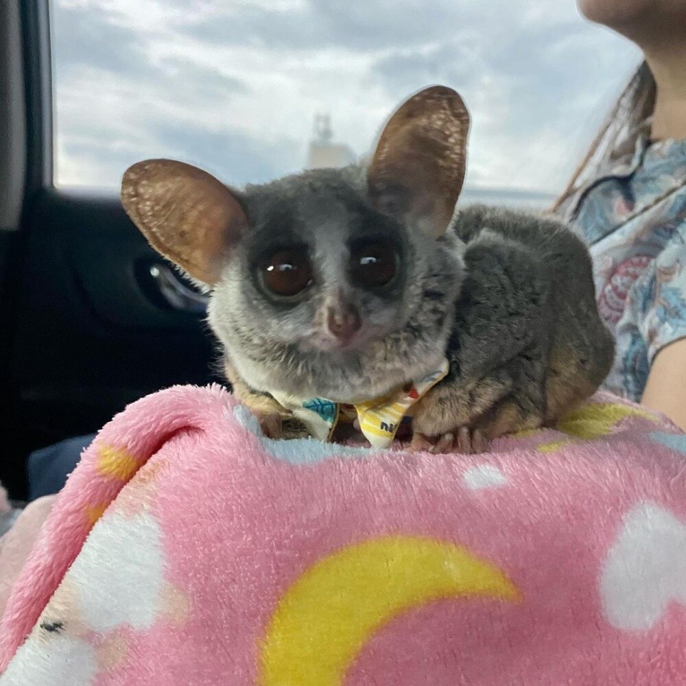 Bush babies available - 3