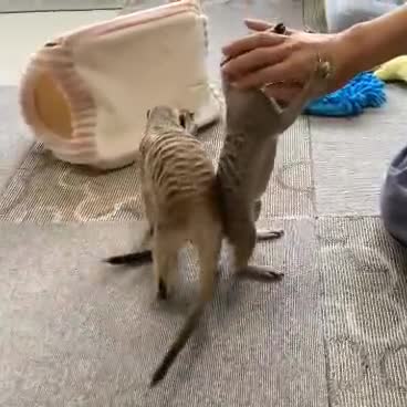 home trained meerkah - 1