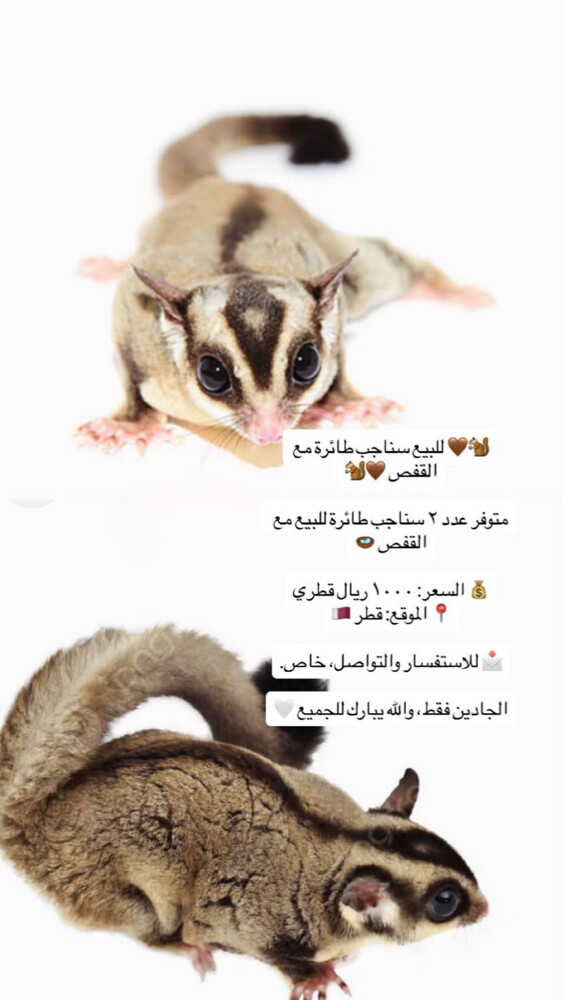 سنجاب طائر  - 1