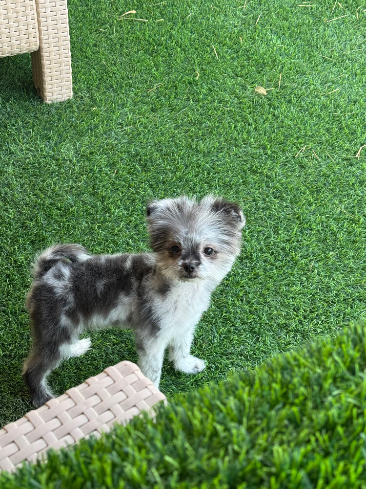 healthy puppies for sale - 4