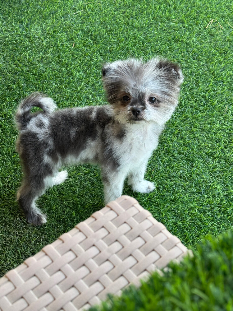 healthy puppies for sale - 5