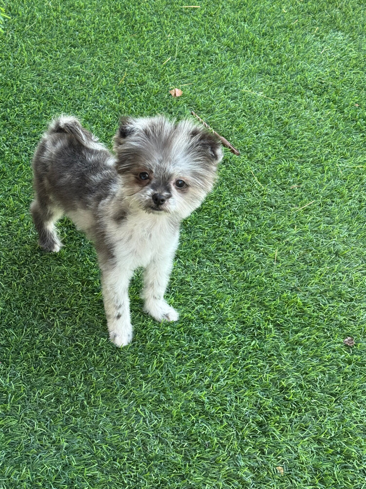 healthy puppies for sale - 6