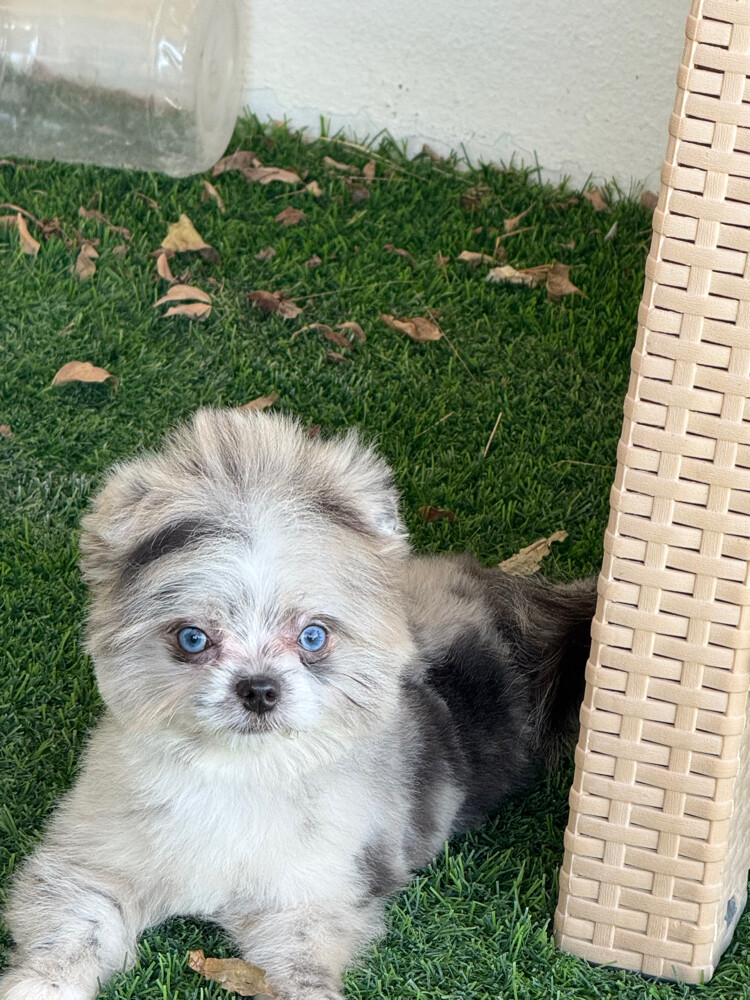 healthy puppies for sale - 1