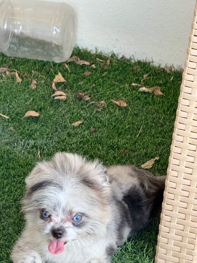 healthy puppies for sale - 2
