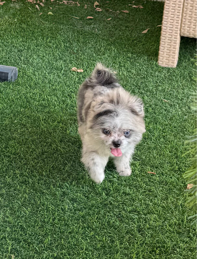 healthy puppies for sale - 3