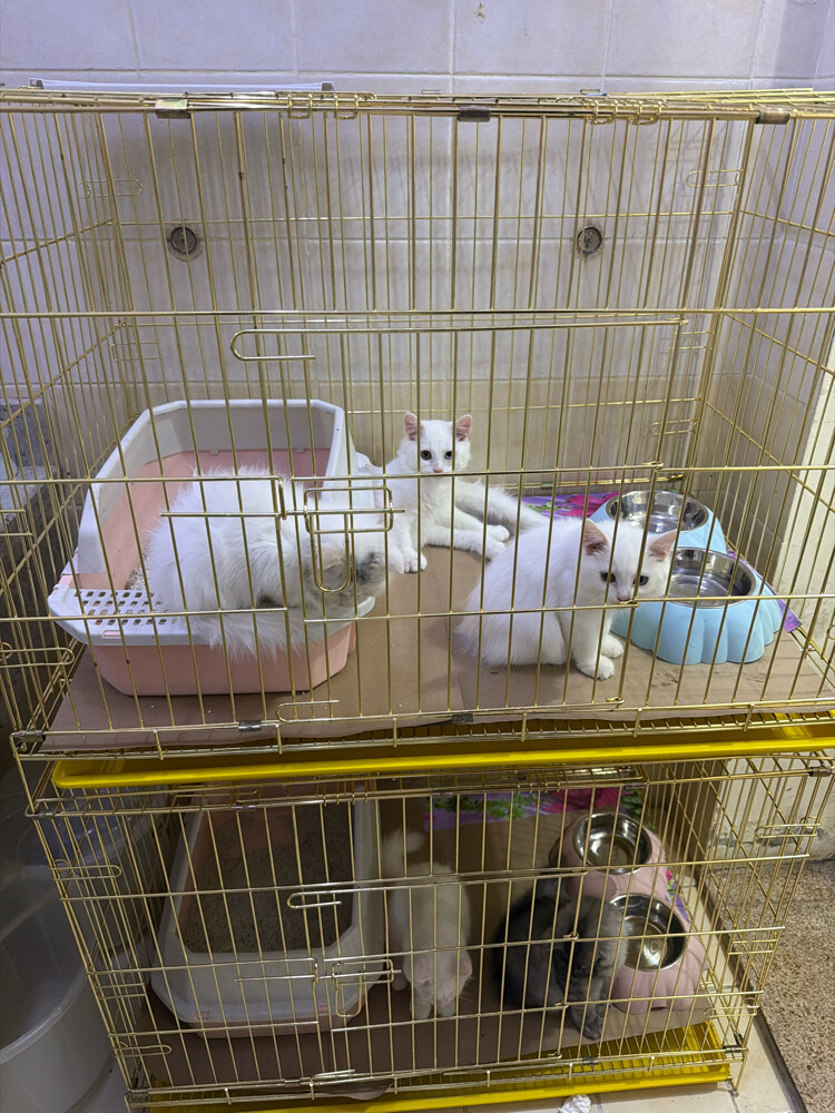 sherazi and scotch cats  - 6