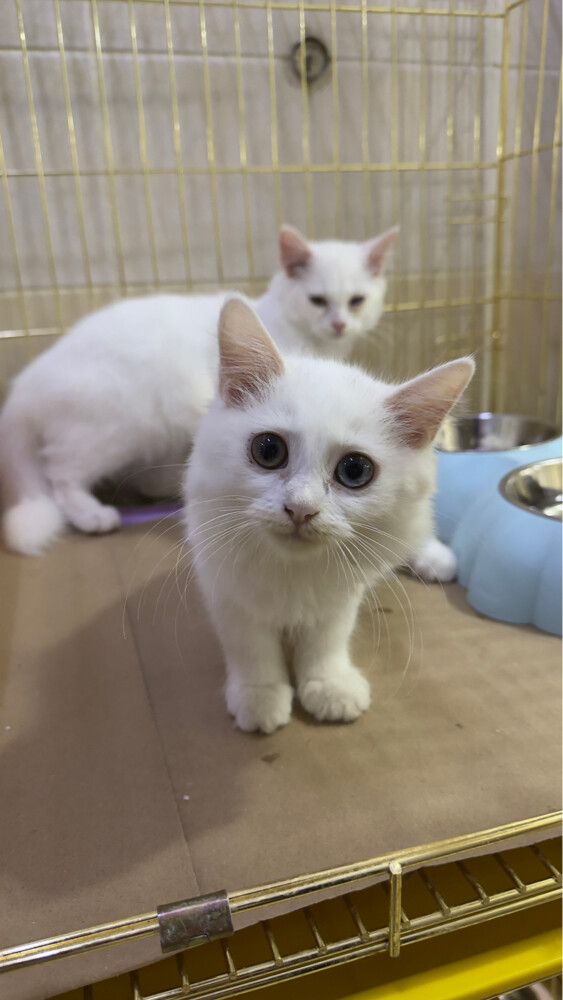sherazi and scotch cats  - 4