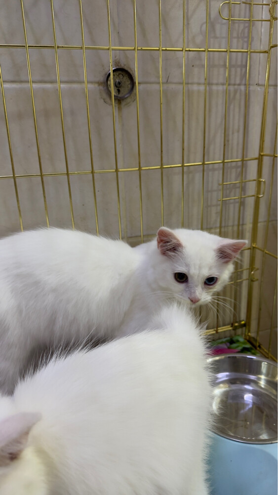 sherazi and scotch cats  - 3
