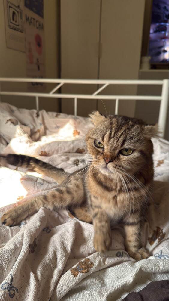 Scottish fold cat - 1