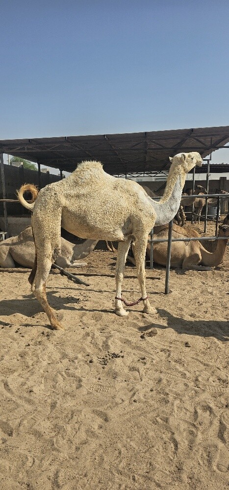 عفراء - 1