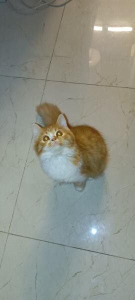 Persian British Longhair - 1
