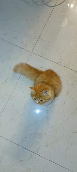 Persian British Longhair - 2