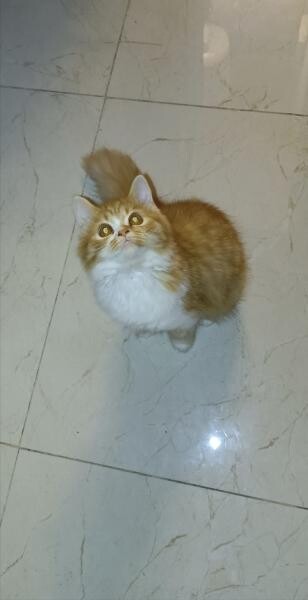 Persian British Longhair - 3