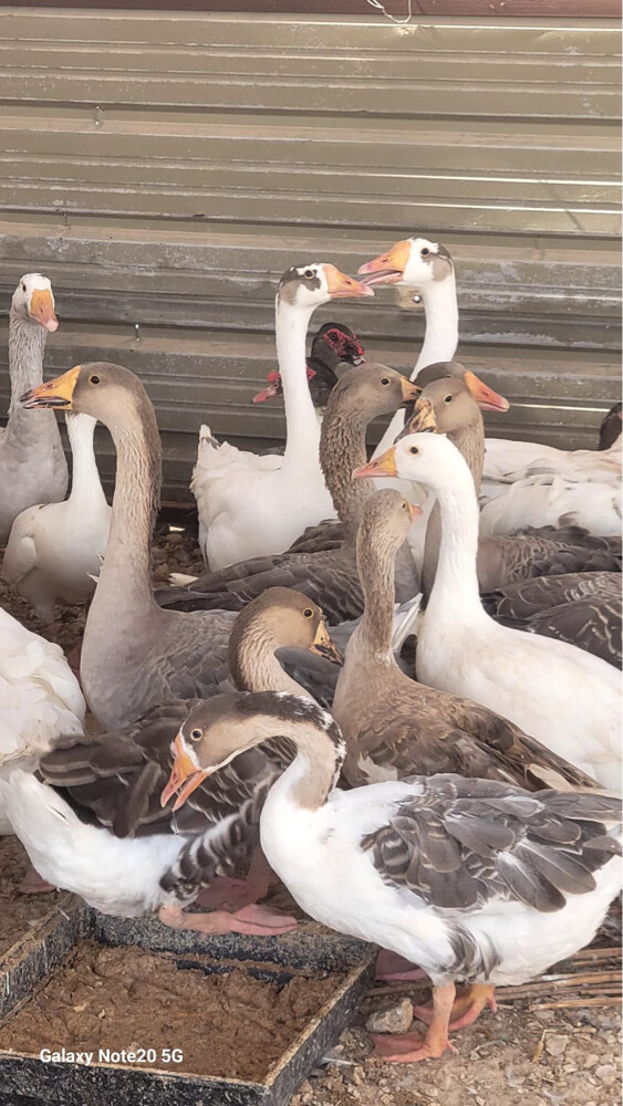 geese - 5