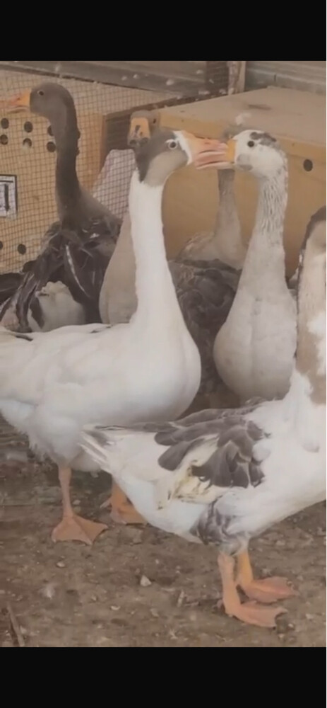 geese - 2