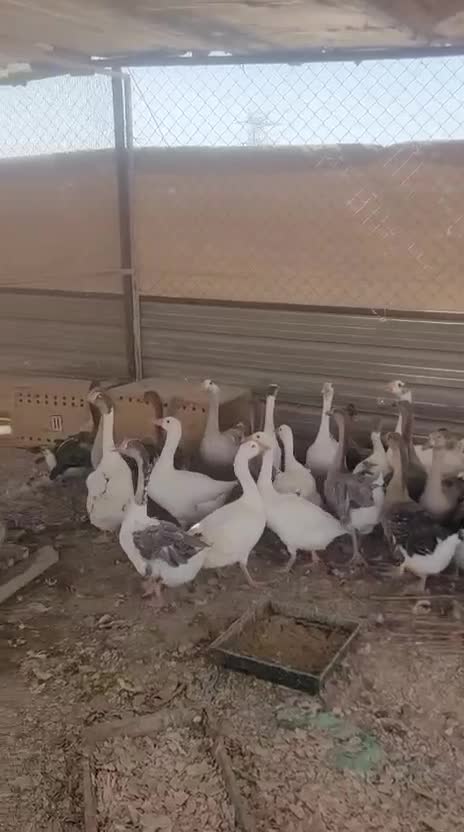 geese - 8