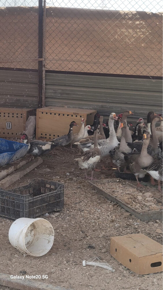 geese - 4