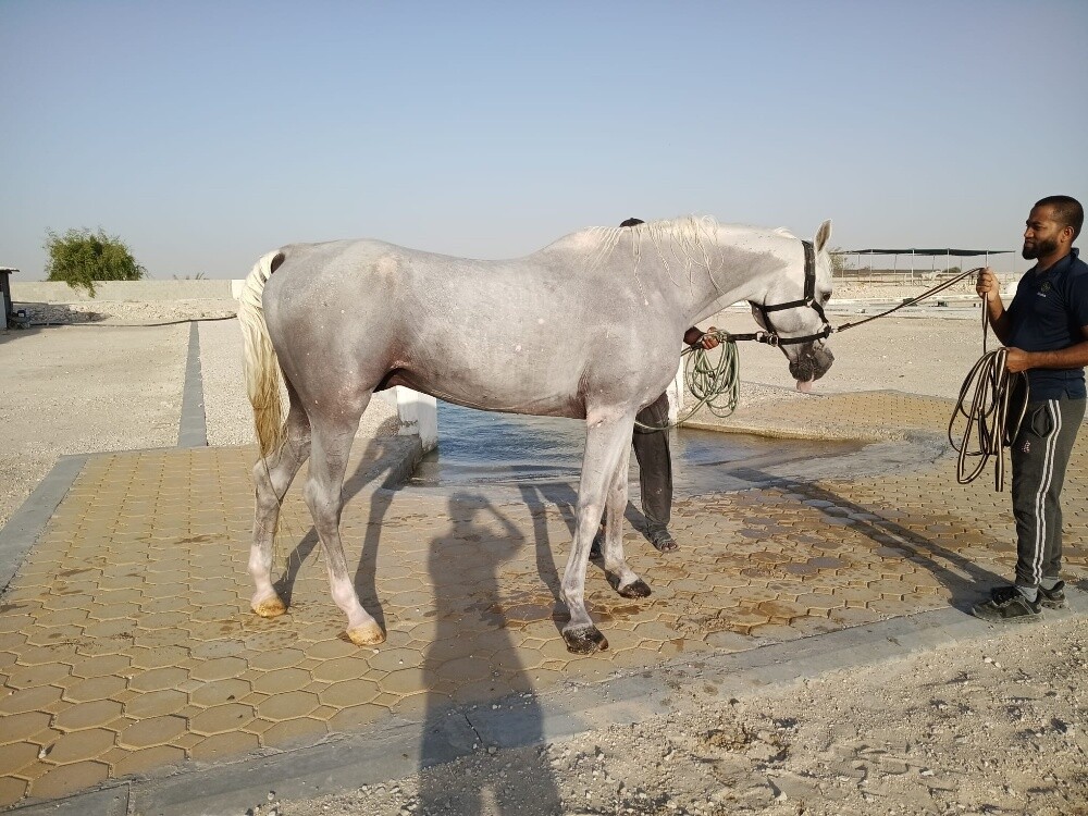 horse for sale - 1