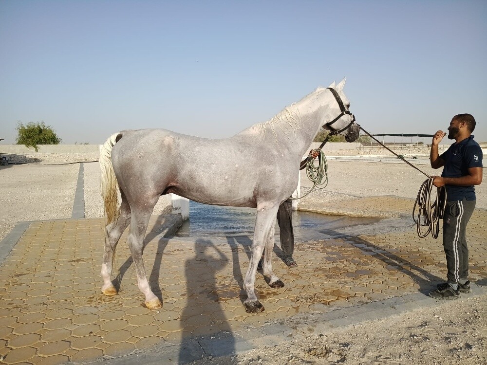 horse for sale - 2