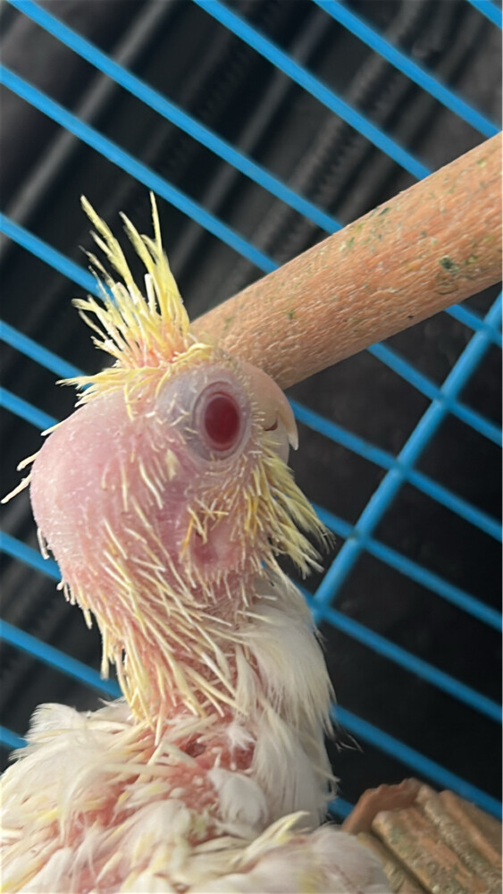 cockatiels rare species - 2