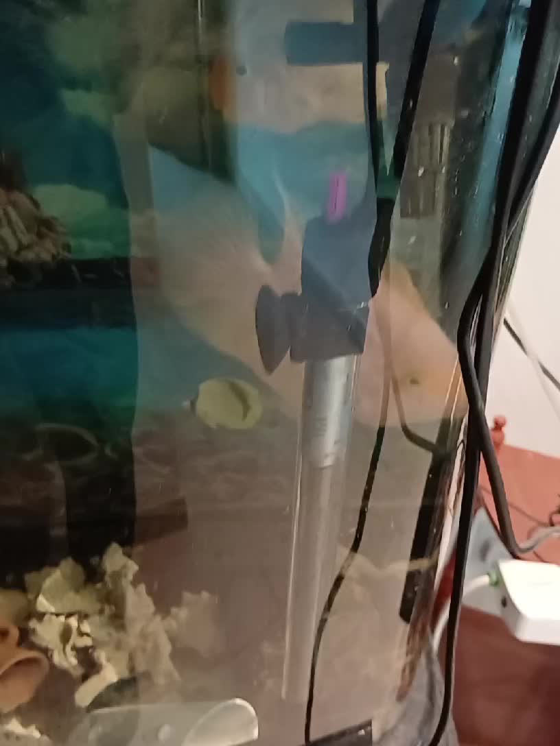 2breeding parrot fish big size 20 c - 1