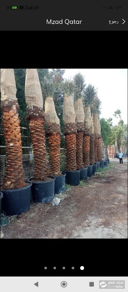 نخيل خدمات - 1