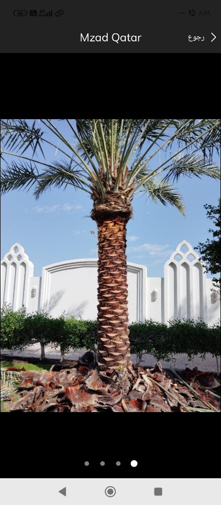 نخيل خدمات - 4