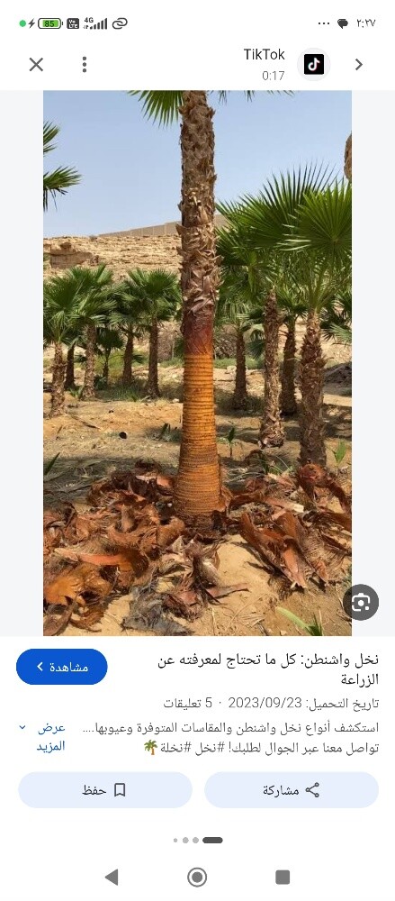 نخيل خدمات - 3