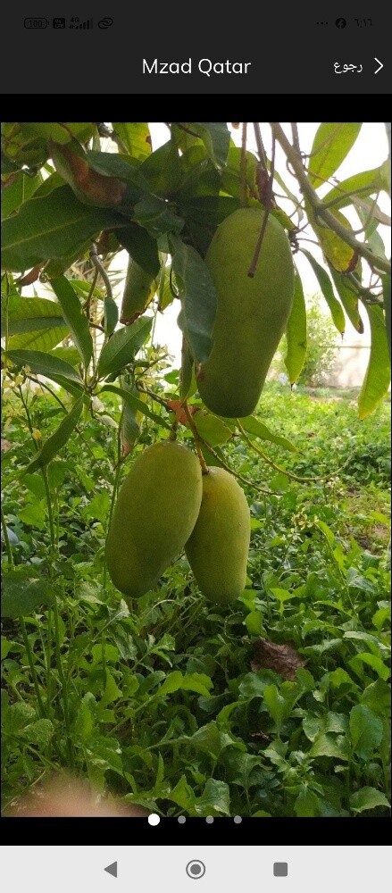 نخيل خدمات - 3