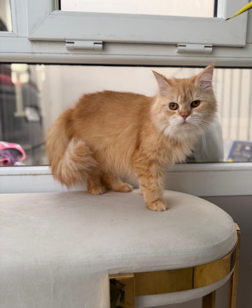 Female Persian–Maine Coon Mix Cat - 2